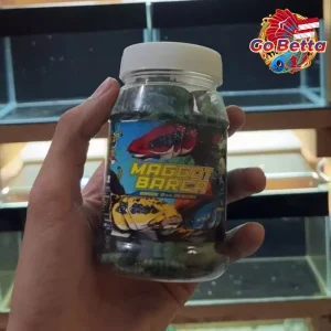MAGGOT BARCA SUPER BLUE Fish Feed – Enhance Blue, White & Silver Color for Channa, Predator Fish | Premium Dry Maggot