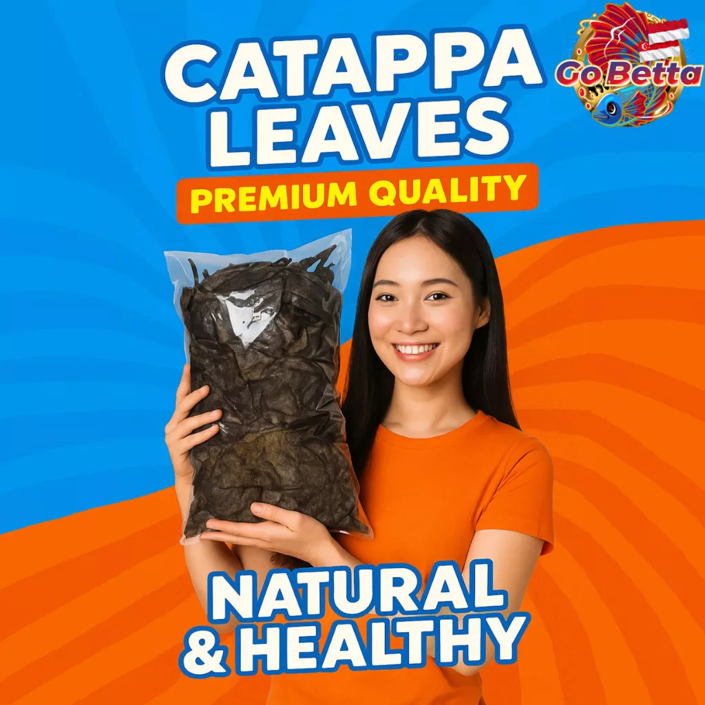 Fermented Ketapang Leaf 1kg for Betta Channa Arowana – Premium Dried Indian Almond Leaves Soft Ready to Use for Aquarium