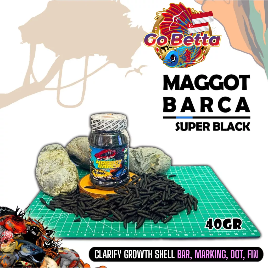 🇸🇬 MAGGOT BARCA SUPER BLACK Fish Feed 40g Boost Flower Line & Marking for Channa, Predator Fish, Enhance Dot Color Solid