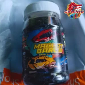🇸🇬 MAGGOT BARCA SUPER BLACK Fish Feed 40g Boost Flower Line & Marking for Channa, Predator Fish, Enhance Dot Color Solid