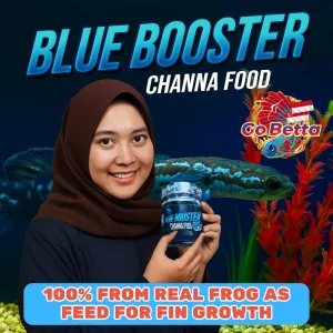 Channa Blue Booster Pellet Fast Color Enhancement for Auranti Pulcra Stewarti Premium Floating Fish Food Quick Results