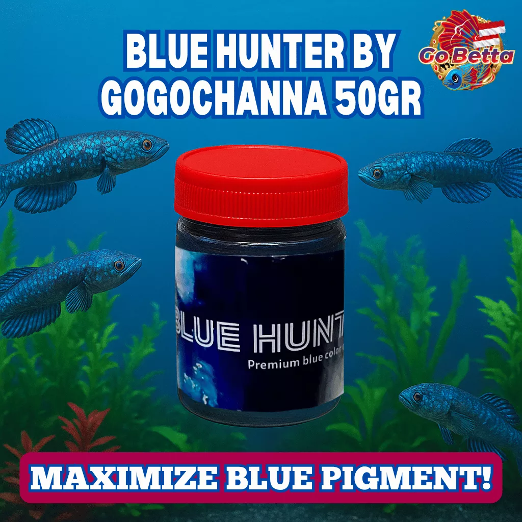 Fish Food Blue Hunter 50g | Blue Pellet Color Enhancer for Channa, Auranti, Pulchra, Andrao, Stewarti Natural Nutrition