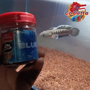Fish Food Blue Hunter 50g | Blue Pellet Color Enhancer for Channa, Auranti, Pulchra, Andrao, Stewarti Natural Nutrition