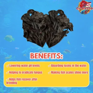 Premium Fermented Almond Leaf 800g for Aquarium – Soft Dried Ketapang Leaves for Betta, Channa, Arowana, Water Condition