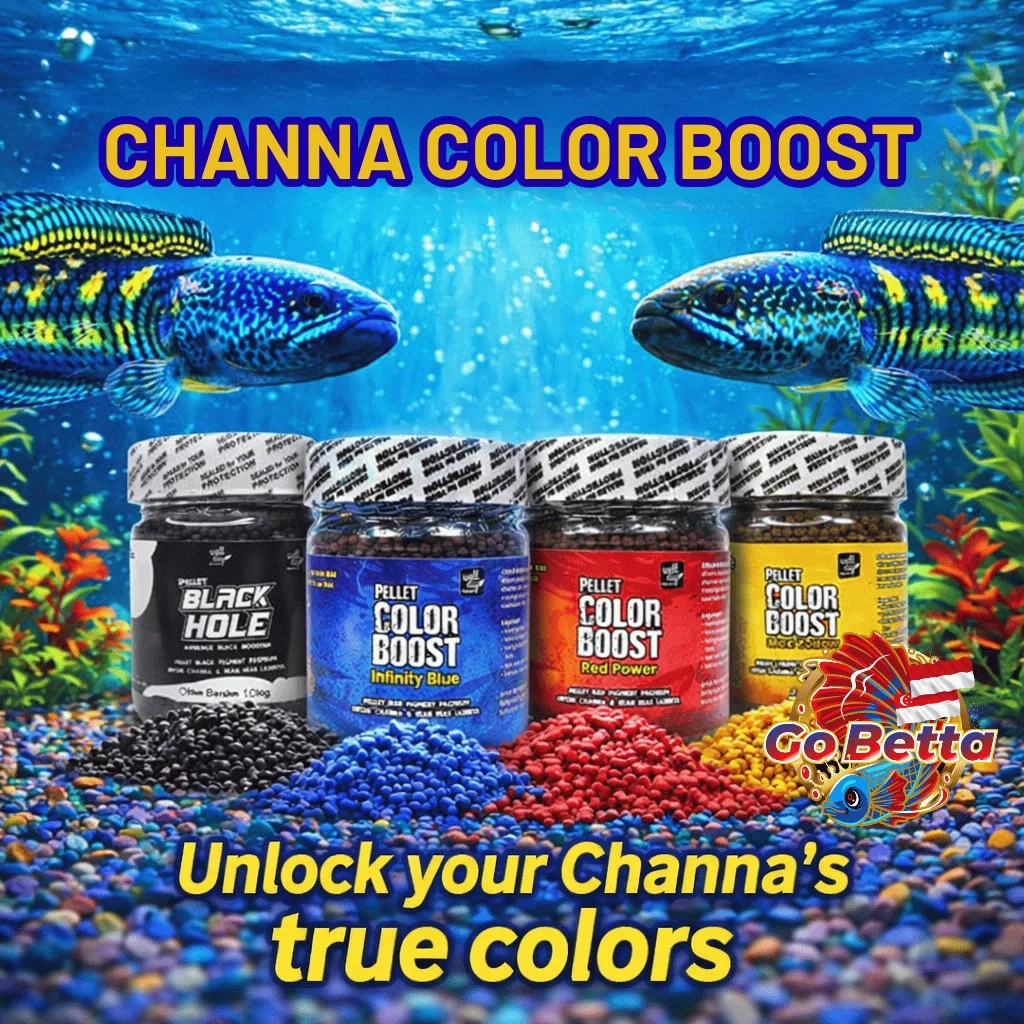Fish Food Color Booster Pellet for Channa | Natural Nutrition with Carophyll for Red Blue Yellow Black Growth
