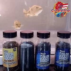 Fish Food Color Booster Pellet for Channa | Natural Nutrition with Carophyll for Red Blue Yellow Black Growth