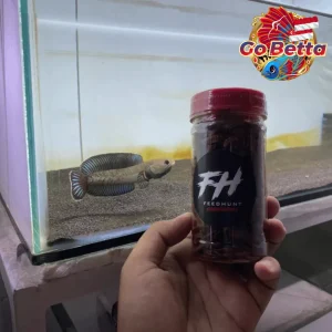 🇸🇬 Fish Food Insect Protein FeedHunt Super Premium Red BSF Maggot 50g Color Boost Growth Support for Channa