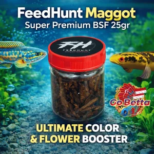 🇸🇬 Fish Food Insect Protein Red BSF Maggot FeedHunt by Gogochanna | Natural Nutrition Color Boost & Growth Support