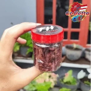🇸🇬 Fish Food Insect Protein Red BSF Maggot FeedHunt by Gogochanna | Natural Nutrition Color Boost & Growth Support