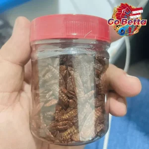 🇸🇬 Fish Food Insect Protein Red BSF Maggot FeedHunt by Gogochanna | Natural Nutrition Color Boost & Growth Support