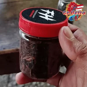 🇸🇬 Fish Food Insect Protein Red BSF Maggot FeedHunt by Gogochanna | Natural Nutrition Color Boost & Growth Support