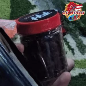 🇸🇬 Fish Food Insect Protein Red BSF Maggot FeedHunt by Gogochanna | Natural Nutrition Color Boost & Growth Support