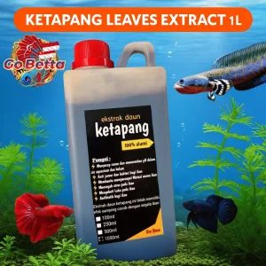 Improve Betta Fish Health: Premium Ketapang Leaf Extract 1L – Concentrated Natural Aquarium Water Treatment (SG Seller)