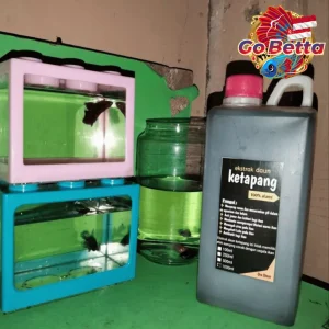 Improve Betta Fish Health: Premium Ketapang Leaf Extract 1L – Concentrated Natural Aquarium Water Treatment (SG Seller)