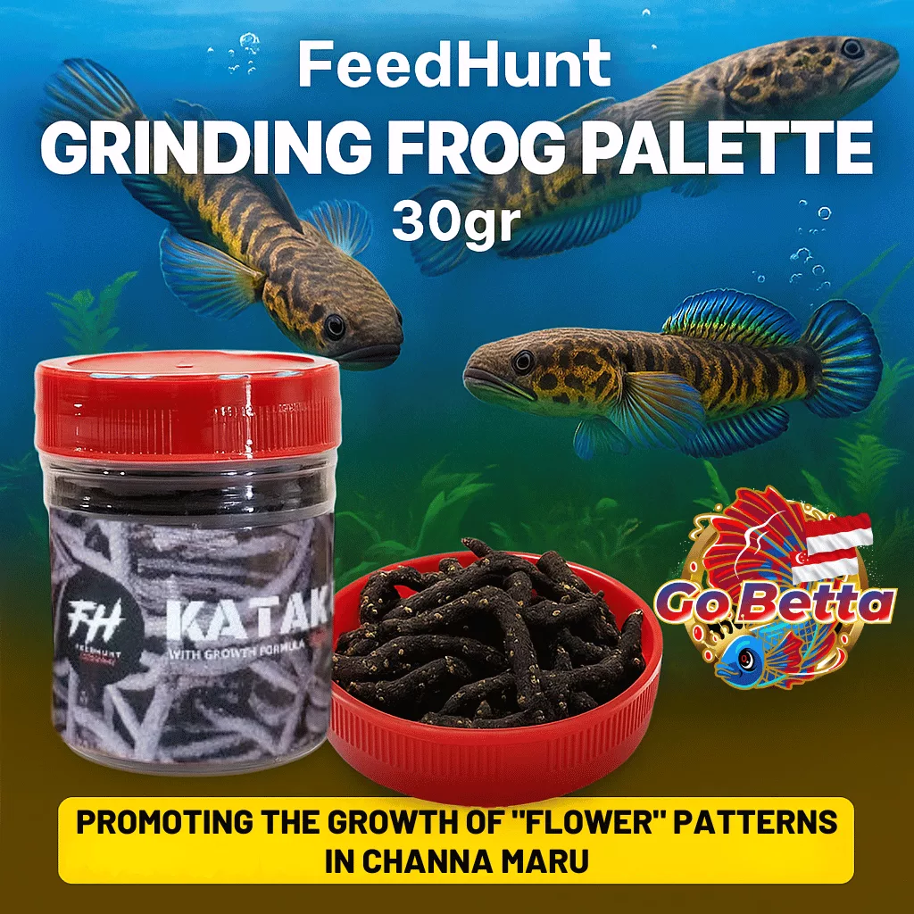 🇸🇬 Fish Food Insect Protein Frog Pellet FEEDHUNT Katak Giling 30g Natural Nutrition Color Boost Growth Support