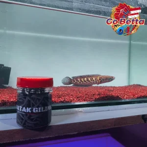 🇸🇬 Fish Food Insect Protein Frog Pellet FEEDHUNT Katak Giling 30g Natural Nutrition Color Boost Growth Support