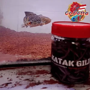 🇸🇬 Fish Food Insect Protein Frog Pellet FEEDHUNT Katak Giling 30g Natural Nutrition Color Boost Growth Support
