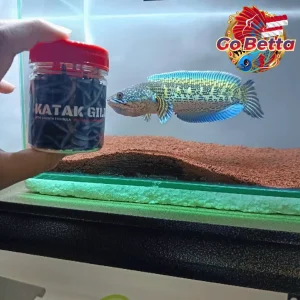 🇸🇬 Fish Food Insect Protein Frog Pellet FEEDHUNT Katak Giling 30g Natural Nutrition Color Boost Growth Support